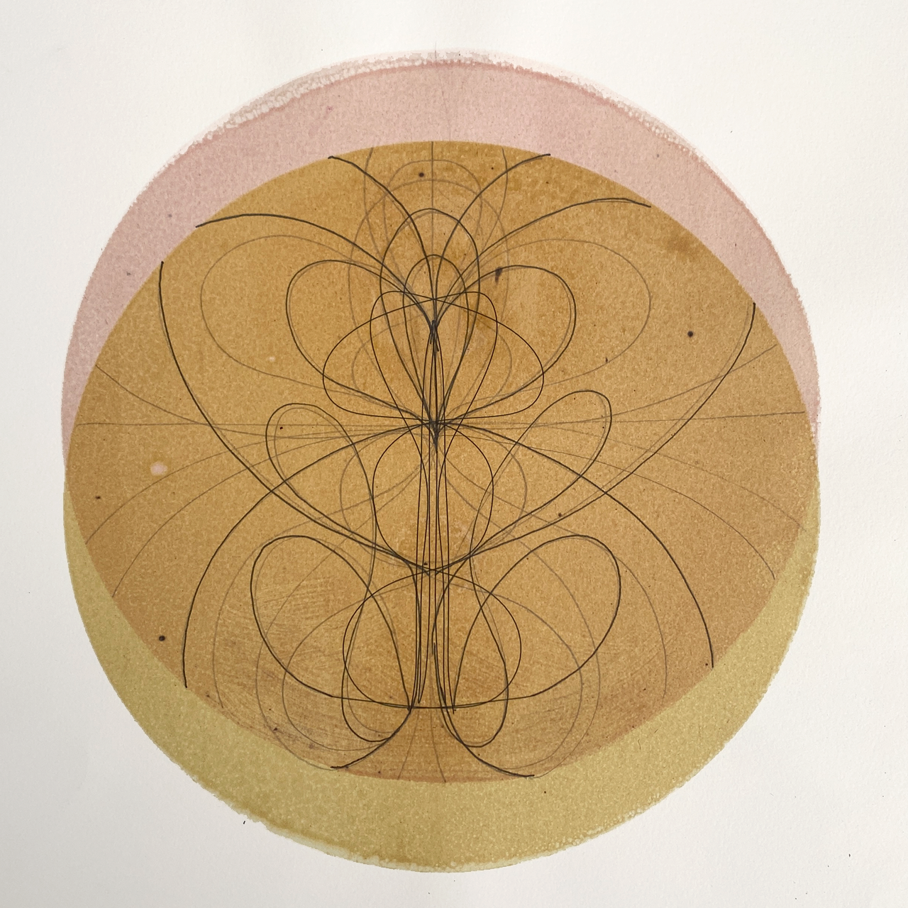 Mariposa en el Desierto. 2016