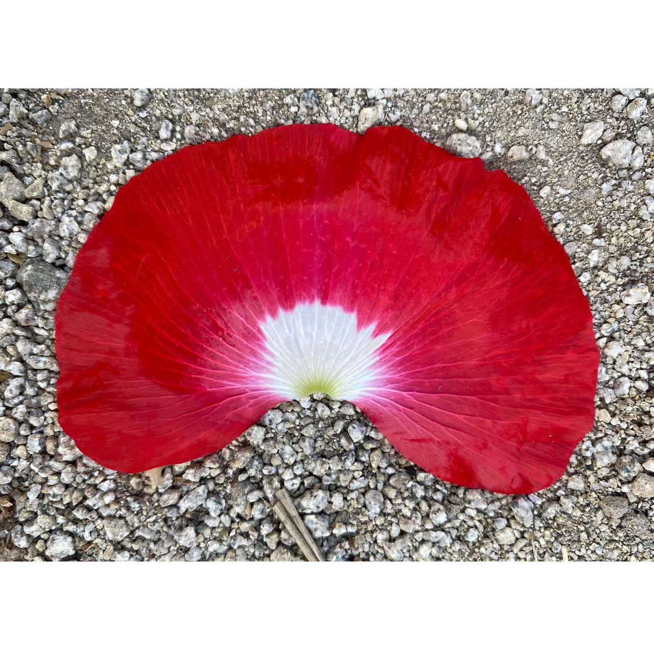 amapola tinta
